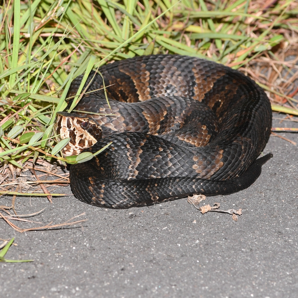 Florida Cottonmouth from MiamiDade County, FL, USA on August 23, 2023