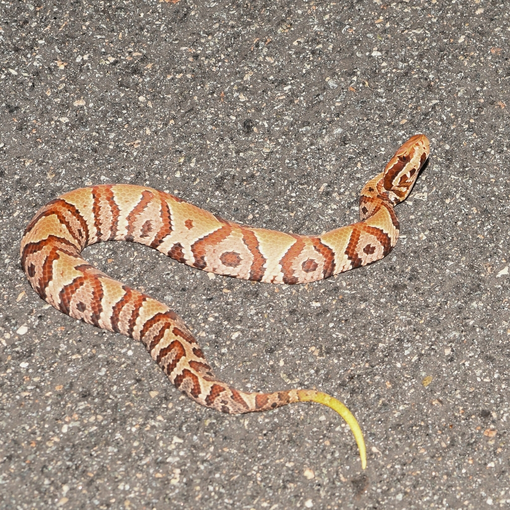 Florida Cottonmouth from MiamiDade County, FL, USA on August 23, 2023