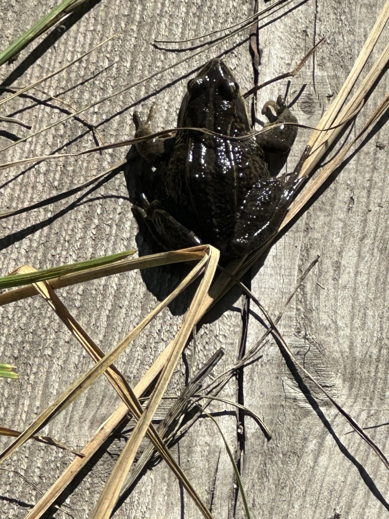 Siberian Wood Frog from Binder, Mongolia on August 15, 2023 at 0928 AM