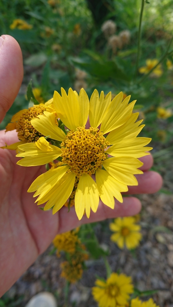 sunflowers, daisies, asters, and allies from Mitchell QLD 4465, Australia on August 27, 2023 at