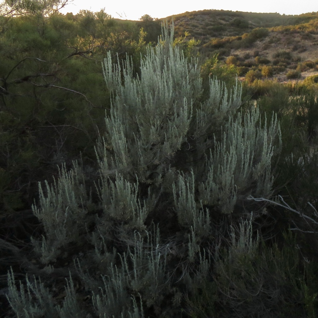 Big Sagebrush from Riverside County, CA, USA on May 9, 2022 at 0703 PM
