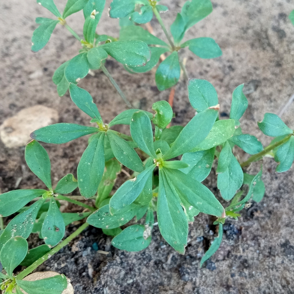 green carpetweed from Joshua, TX 76058, USA on August 30, 2023 at 0958
