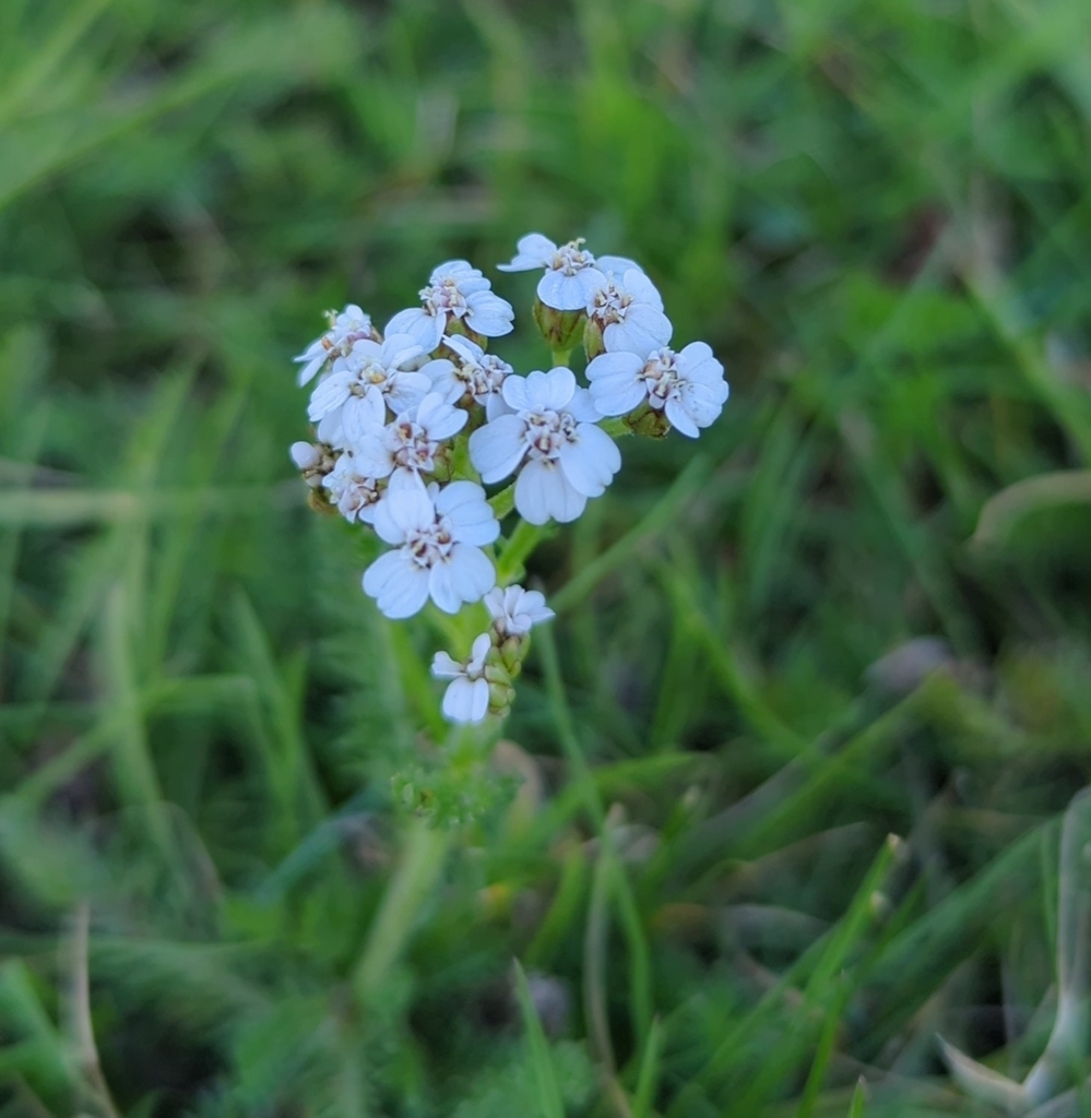 common yarrow from Rugby CV21, UK on August 30, 2023 at 0633 PM by