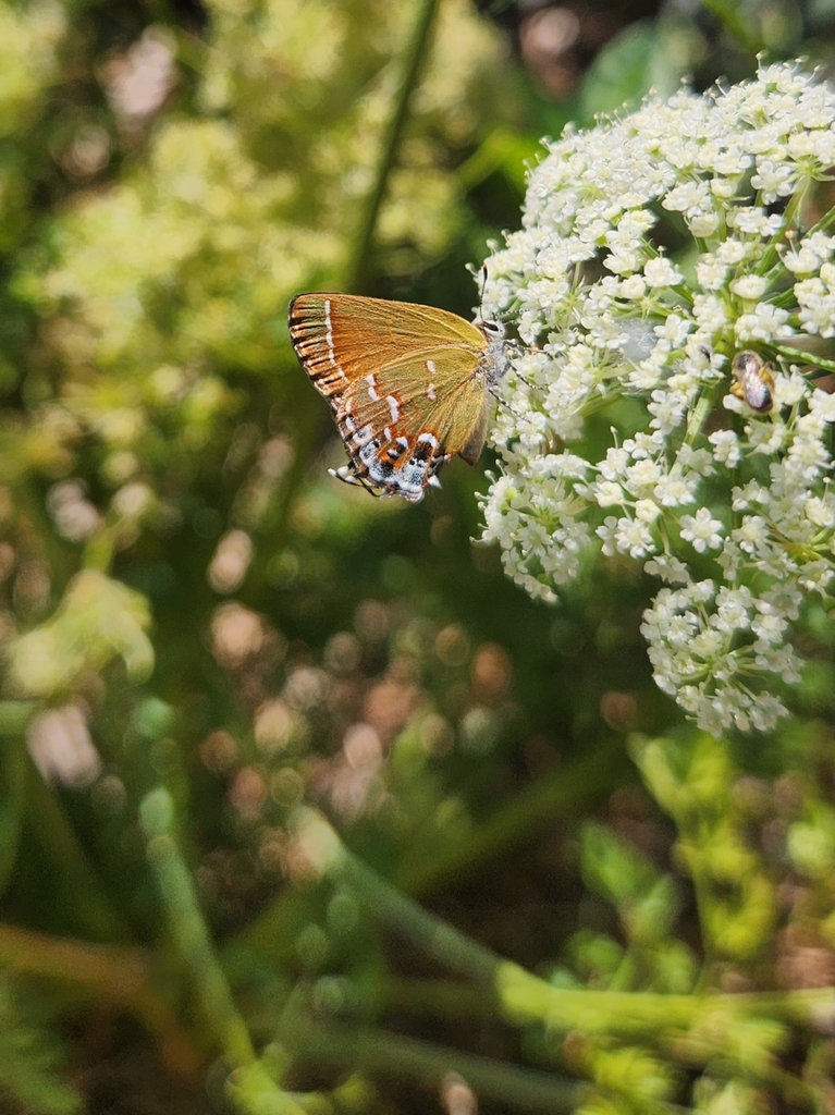 Juniper Hairstreak from Woodward, OK 73801, USA on August 31, 2023 at