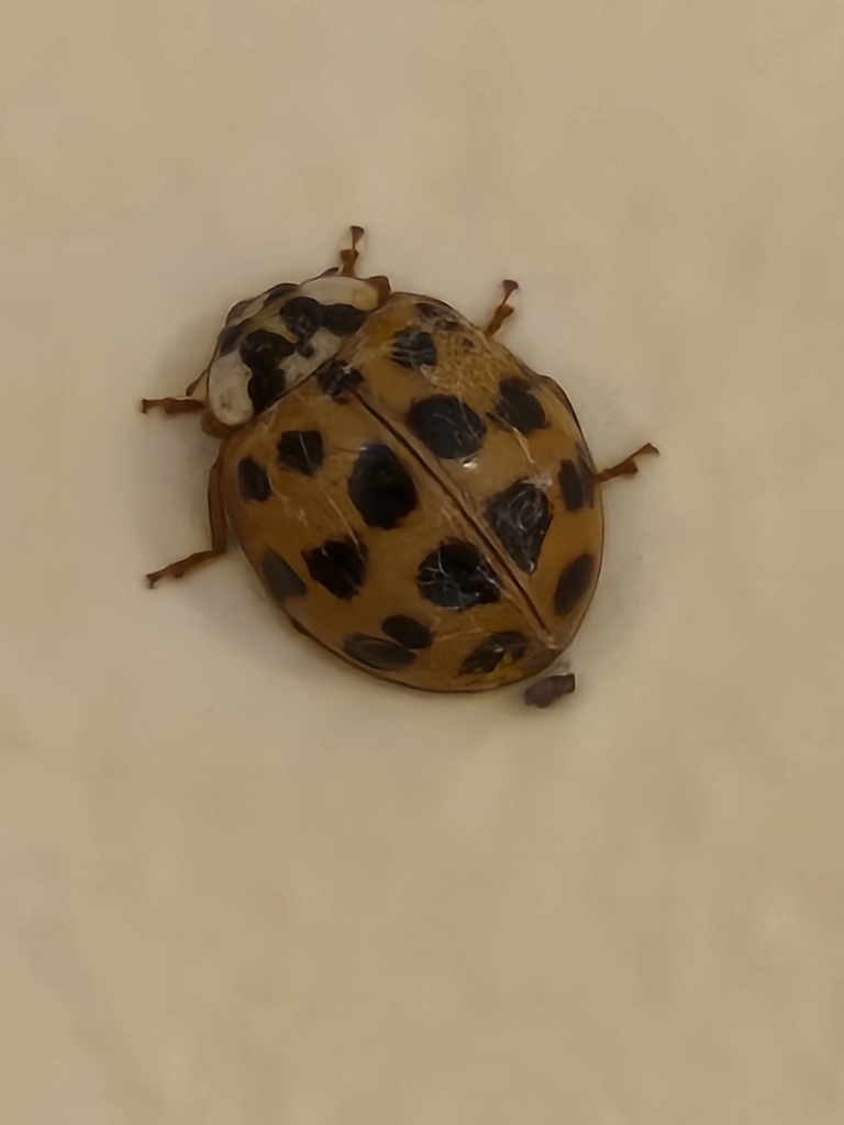 Asian Lady Beetle from Boulevard Manor, Arlington, VA, USA on August 31, 2023 at 0208 PM by