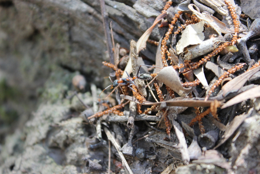 Jumping Jack Ant from Brisbane QLD, Australia on September 1, 2023 at