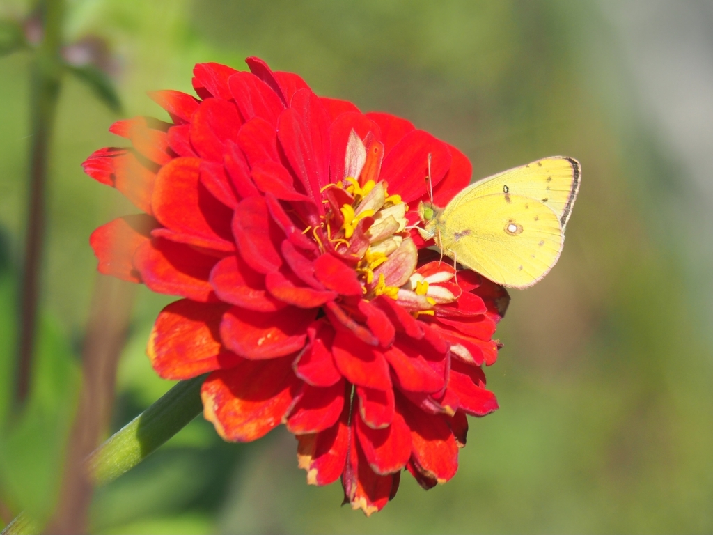 Clouded Sulphur from Burnhamthorpe Rd W At The Credit Woodlands