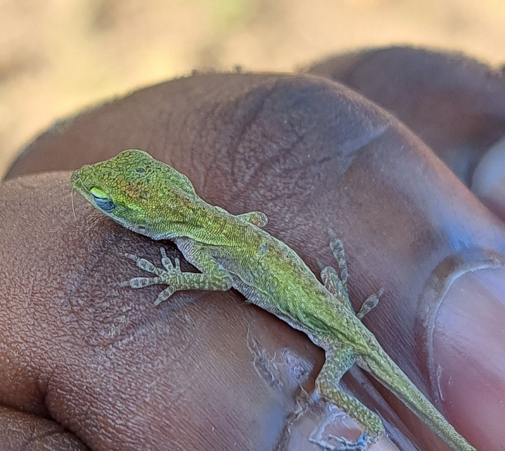 Green Anole from Northwest Carrollton, Carrollton, TX, USA on August 9