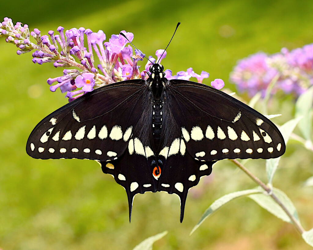 Black Swallowtail from WV, USA on September 4, 2023 at 12