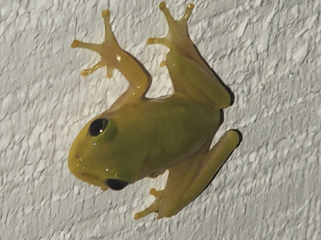 Squirrel Treefrog from Moyock, NC 27958, USA on September 9, 2023 at 08