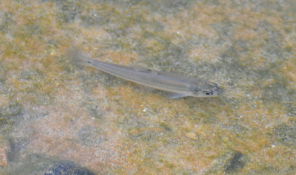 Bullhead Minnow from Balmoral, Memphis, TN, USA on September 10, 2023