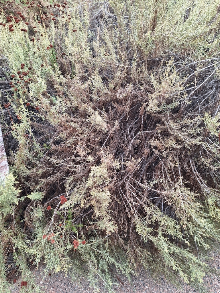 California sagebrush from Downtown Riverside, Riverside, CA, USA on