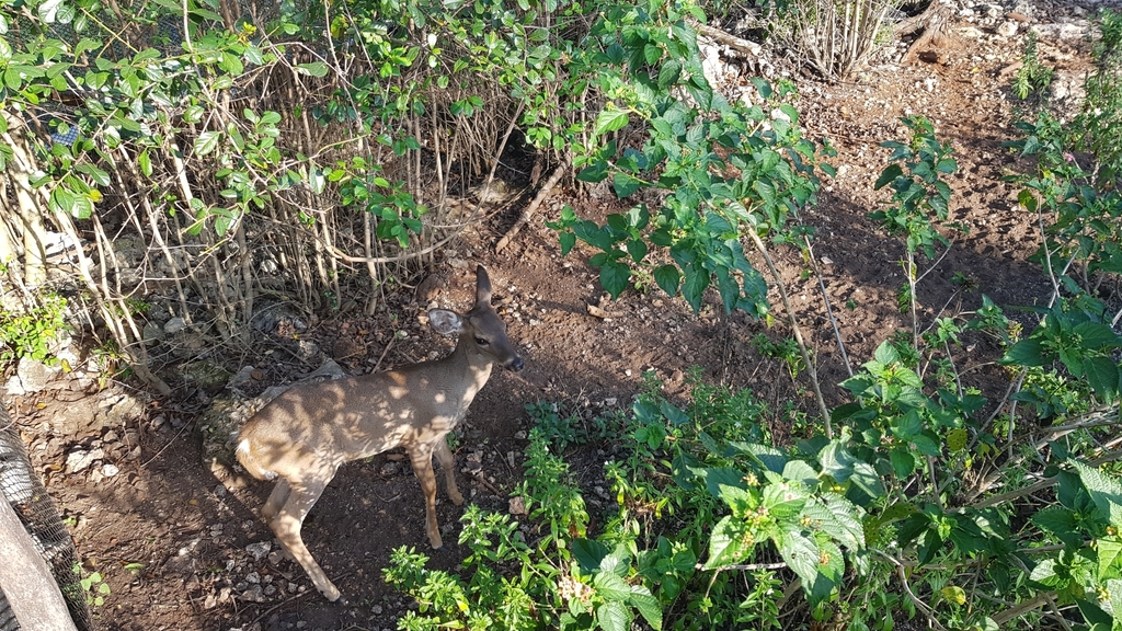 Whitetailed Deer from Ciénaga de Zapata, CUMA, CU on February 24