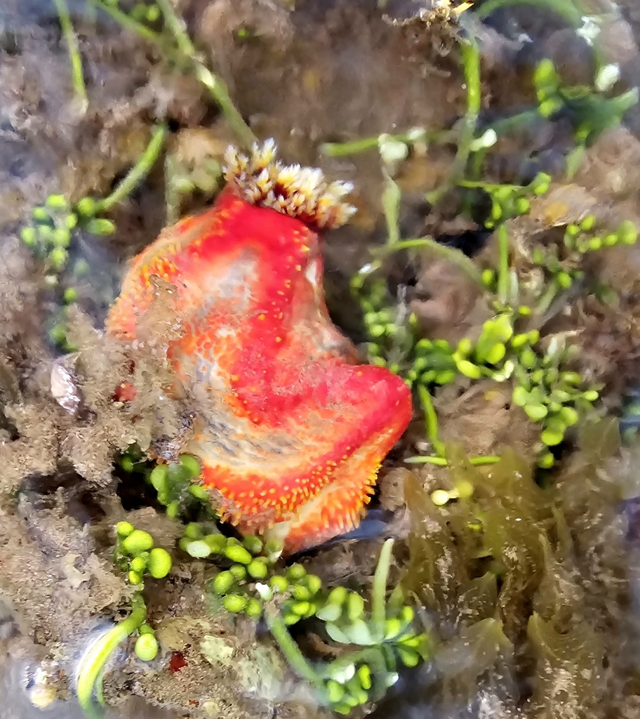 Australian sea apple from Port Hedland, WA, Australia on September 16