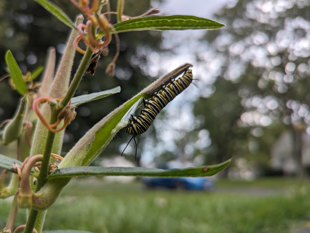 Monarch from WhitmerTrilby, Toledo, OH, USA on September 17, 2023 at