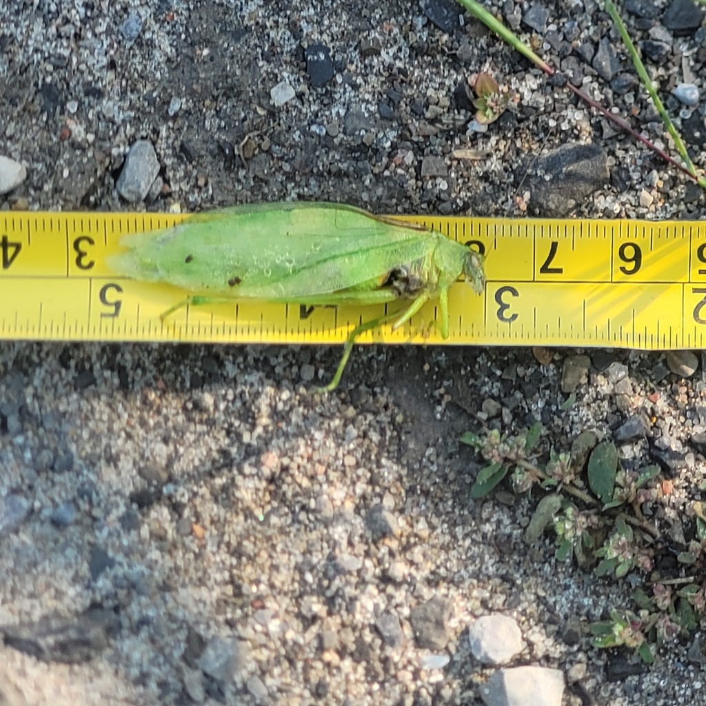Oblongwinged Katydid from Oxford Station, ON K0G 1T0, Canada on