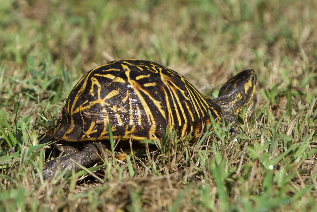 Common Box Turtle from Charter Point, Jacksonville, FL 32277, USA on