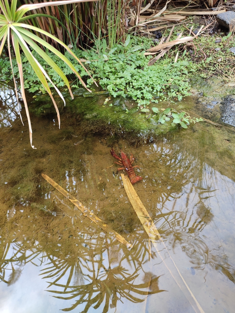 Red Swamp Crayfish from España on September 23, 2023 at 1237 PM by
