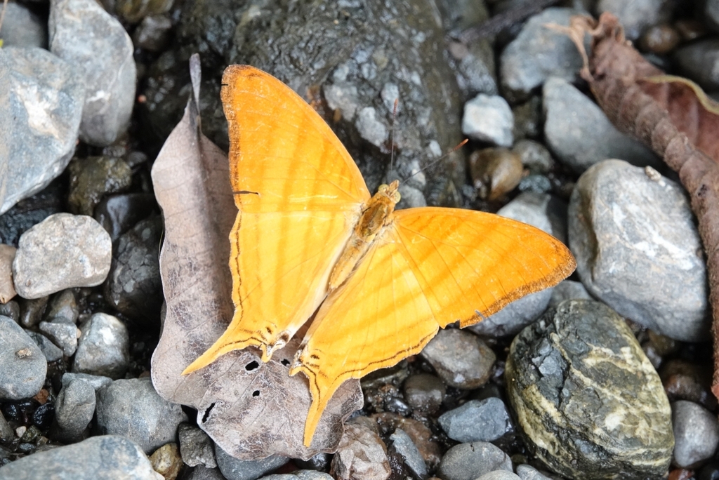 Orange Daggerwing from Lepanto District, Puntarenas Province