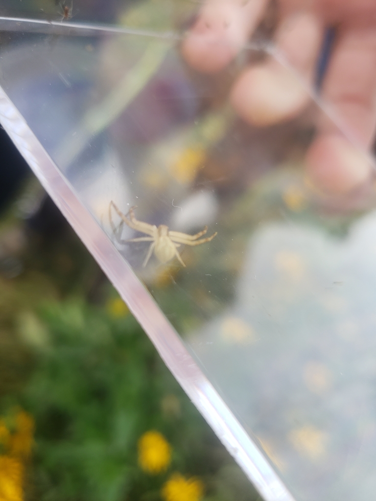 Mecaphesa from WhitmerTrilby, Toledo, OH, USA on September 29, 2023 at