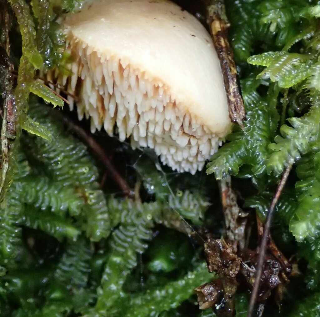 hedgehog mushrooms from Port Underwood, New Zealand on September 30