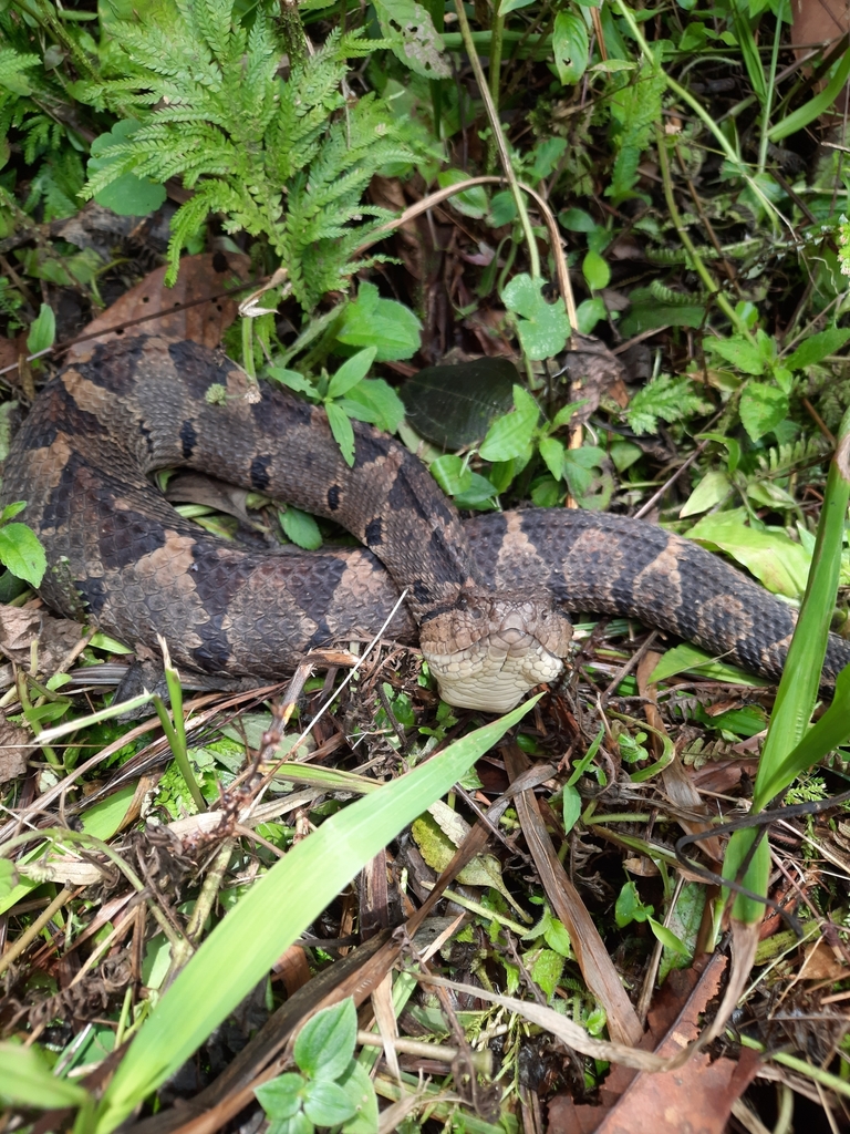 Central American Jumping Pit Viper from San Lorenzo, Provincia de