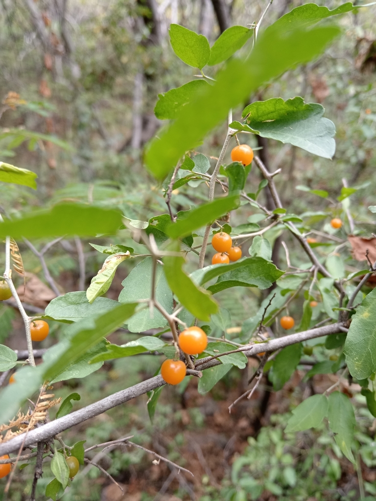 spiny hackberry from 38205 Gto., México on October 8, 2023 at 0353 PM