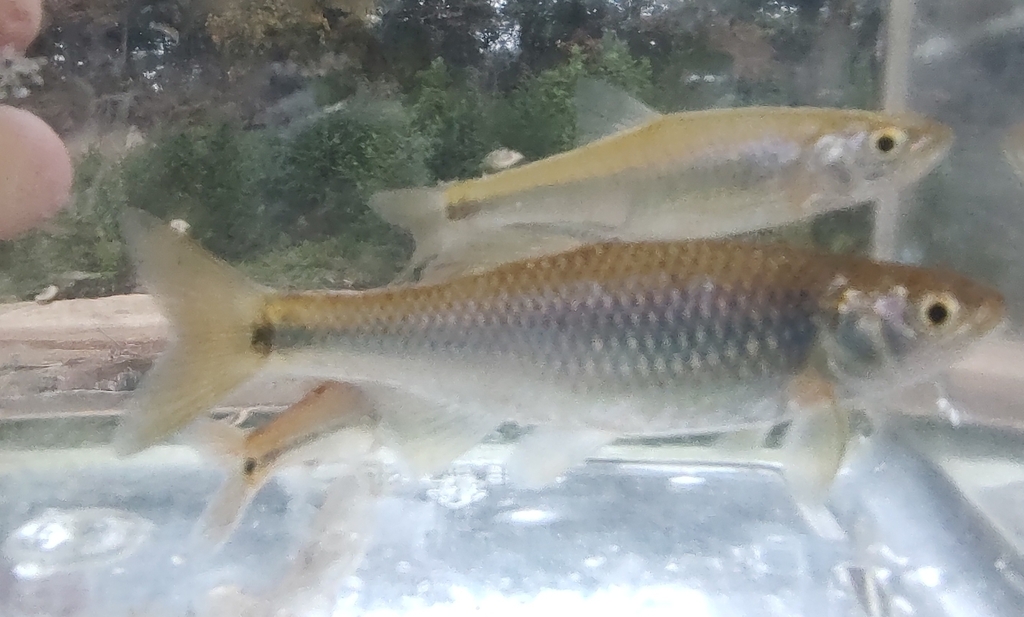 Western Blacktail Shiner from Balmoral, Memphis, TN, USA on October 12