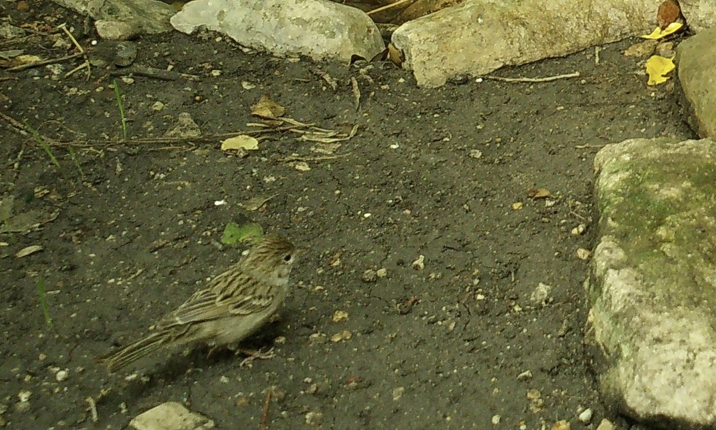 Brewer's Sparrow from El Dorado, San Antonio, TX, USA on October 12