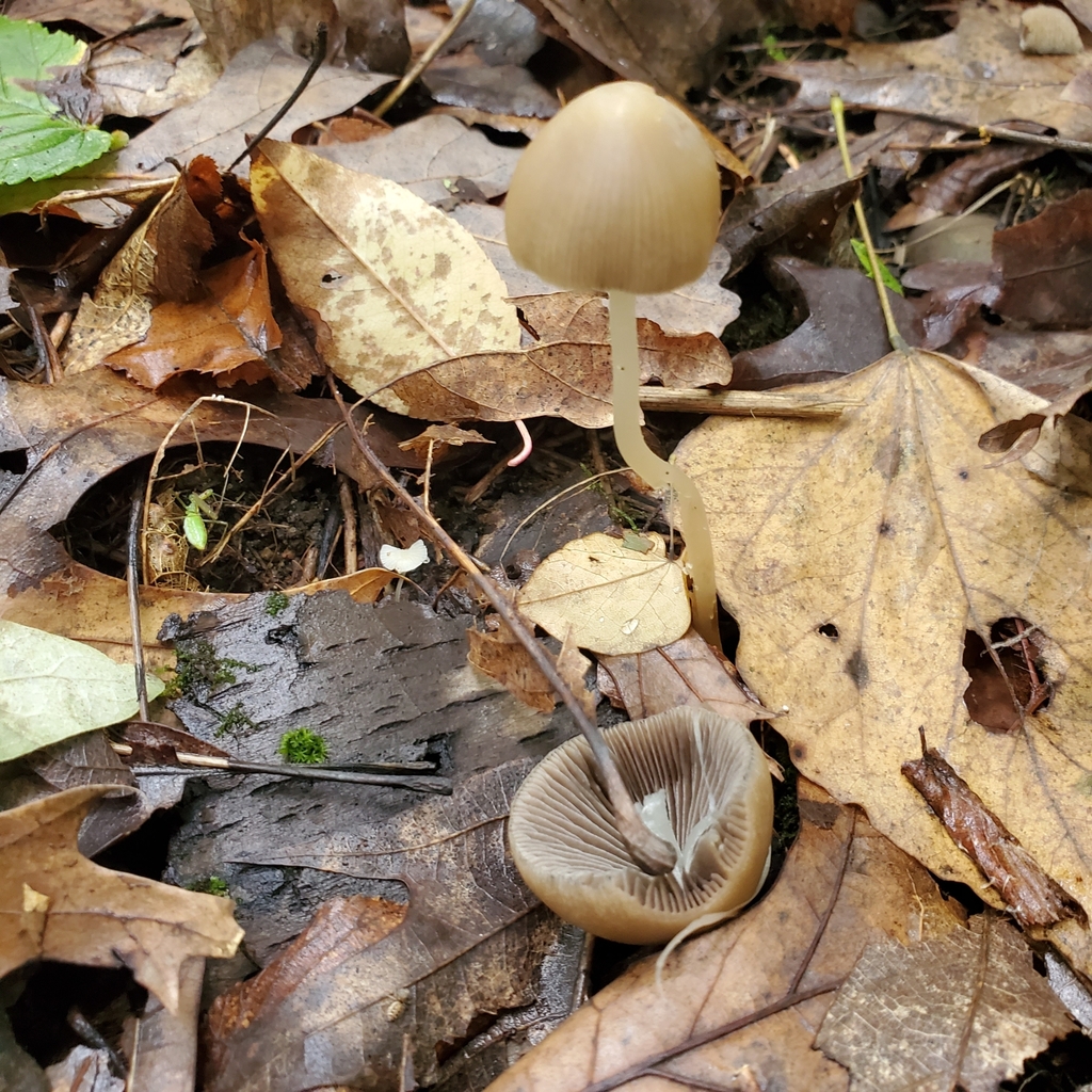 Something from Jamestown Township, IN, USA on October 15, 2023 at 0937