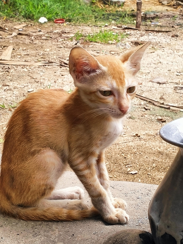 Domestic Cat from 15, Maruthi Nagar, Netaji Nagar, Chromepet, Chennai