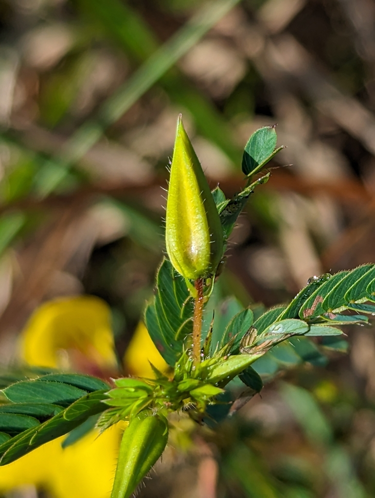 partridge pea from Hermitage, TN 37076, USA on September 8, 2023 at 08