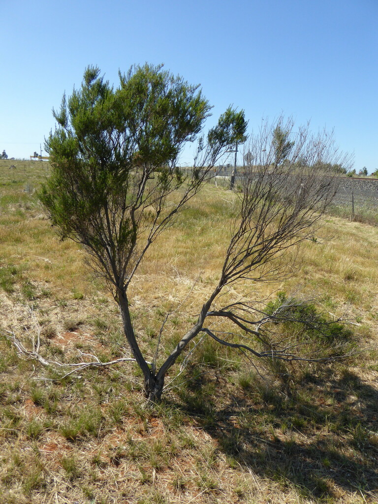 Sifton Bush from Cobblebank VIC 3338, Australia on October 18, 2023 at
