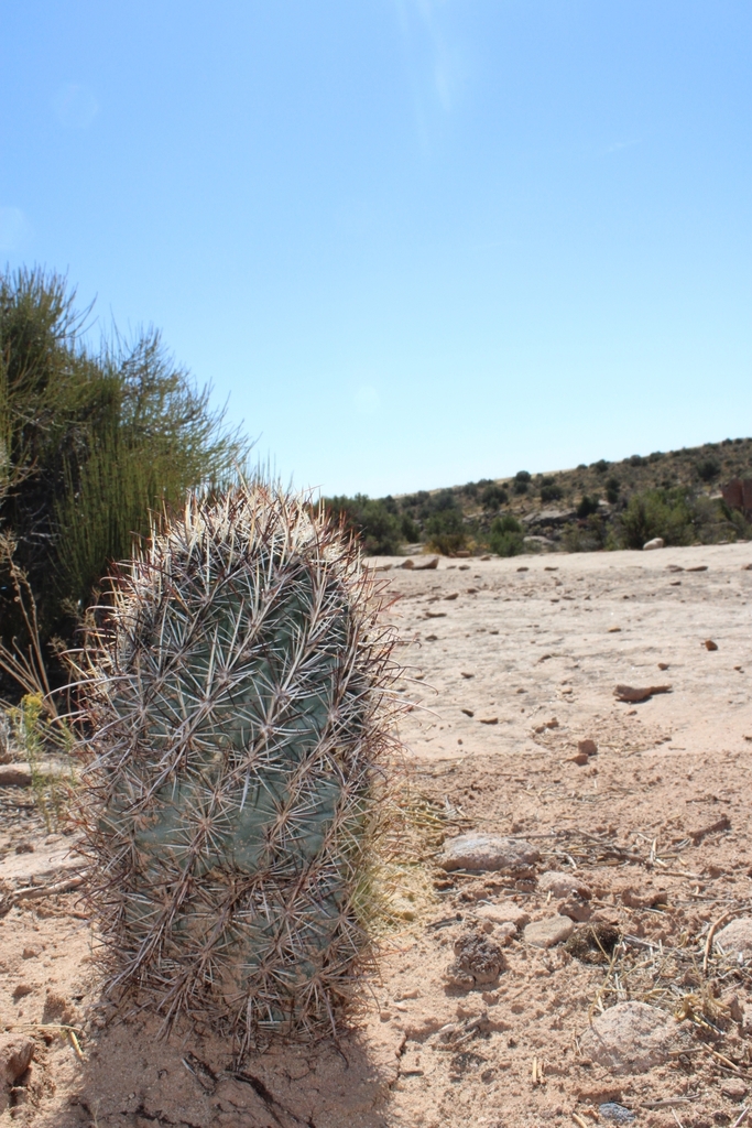 Smallflower Fishhook Cactus from Montezuma Creek, UT 84534, USA on