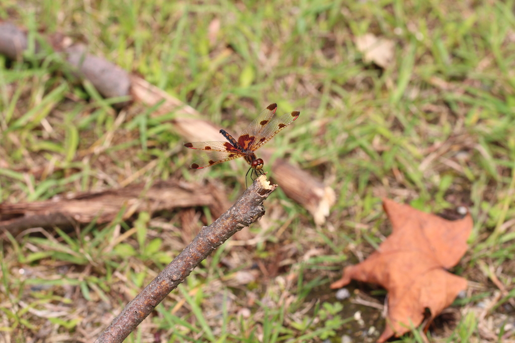 Calico Pennant from Caverne Lusk (SainteCécilede Masham), QC, Canada