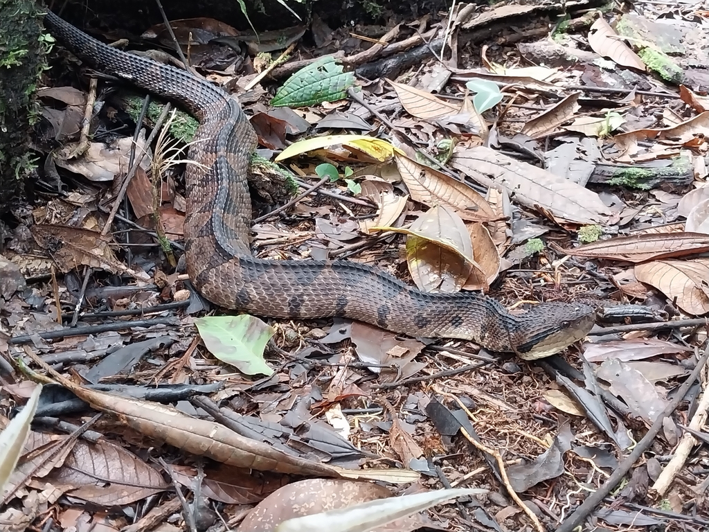 Central American Jumping Pit Viper from Pittier, Provincia de