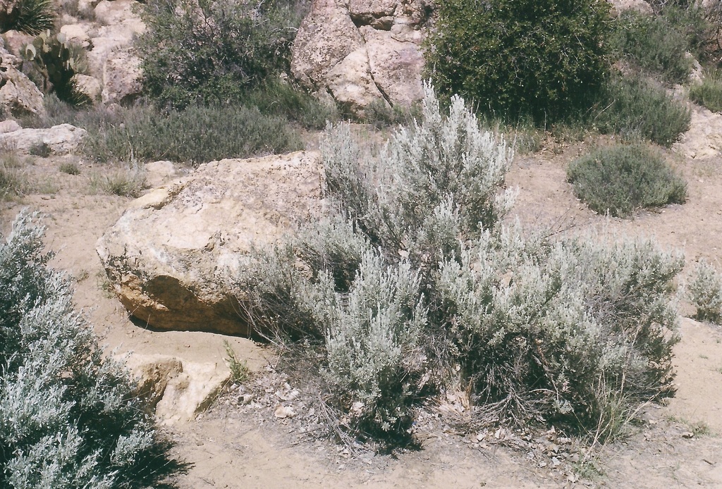 Big Sagebrush from Riverside County, CA, USA on April 14, 2000 at 0947