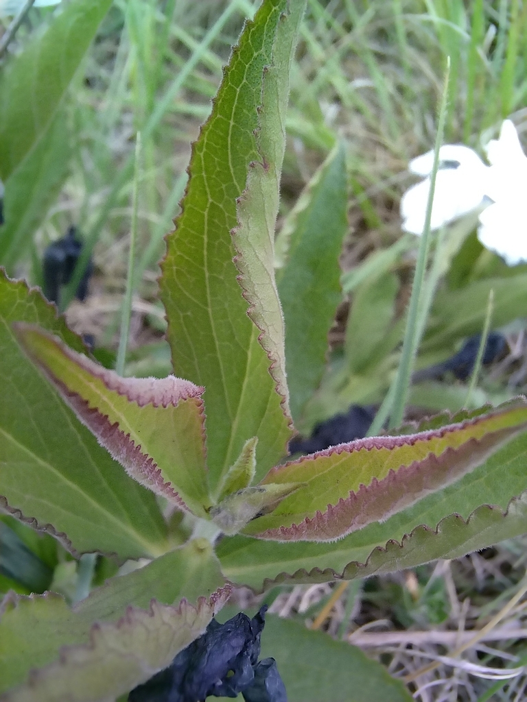 Blotting Paper Flower from Roodeplaat, South Africa on October 30, 2023