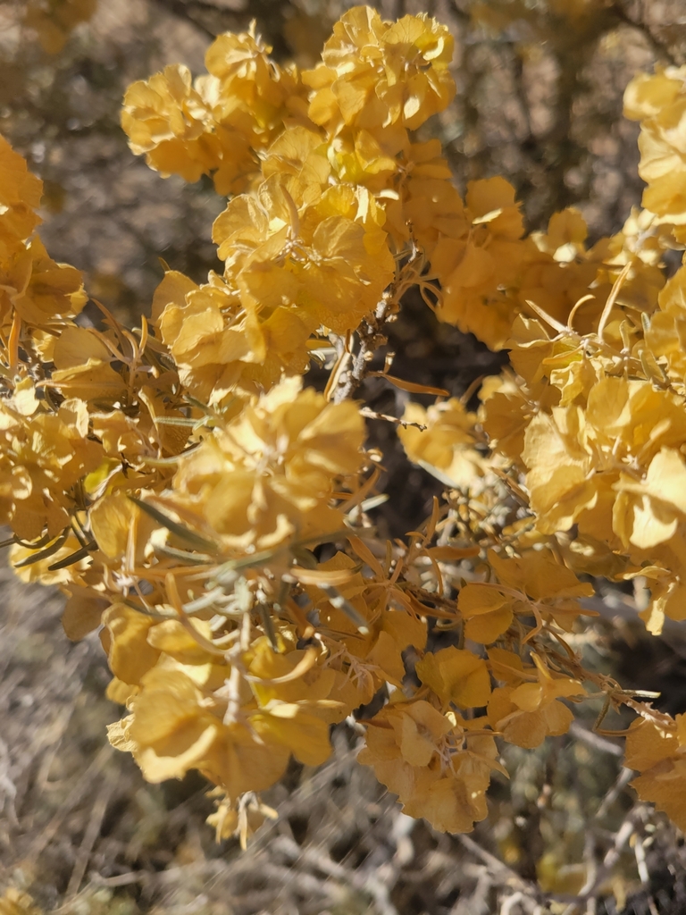Fourwing Saltbush from Double Eagle, Albuquerque, NM, USA on November 1