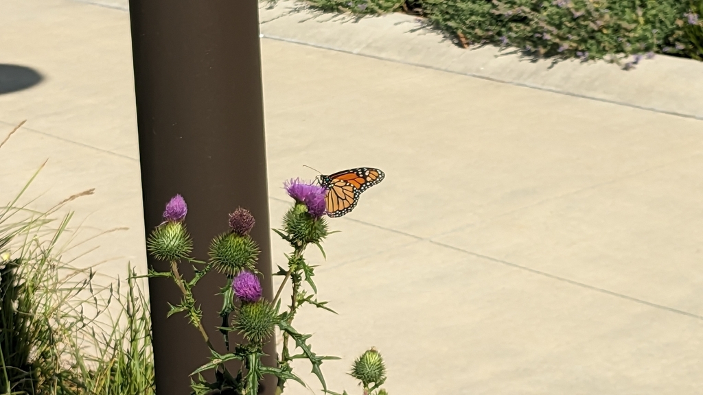 Monarch from Downtown, Indianapolis, IN, USA on August 29, 2023 at 10