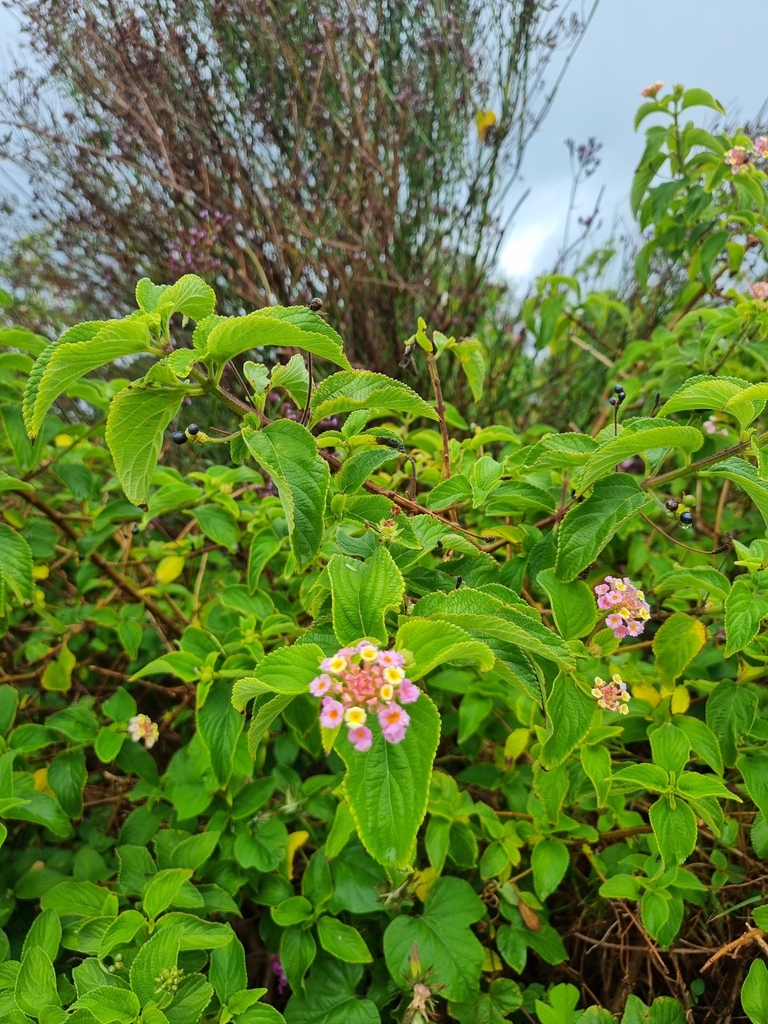 common lantana from Lawrence Hargrave Dr opp Coledale Hospital