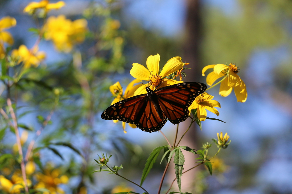 Monarch from N Durrette Dr, Houston, TX 77024 on October 21, 2023 at 06