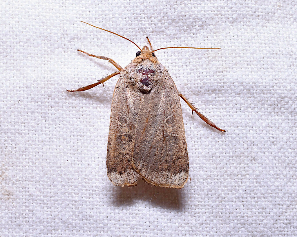 Greater Red Dart from WV, USA on November 8, 2023 at 0604