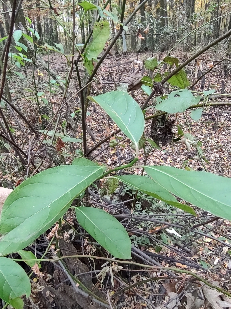 Virginia sweetspire from Balmoral, Memphis, TN, USA on November 9, 2023