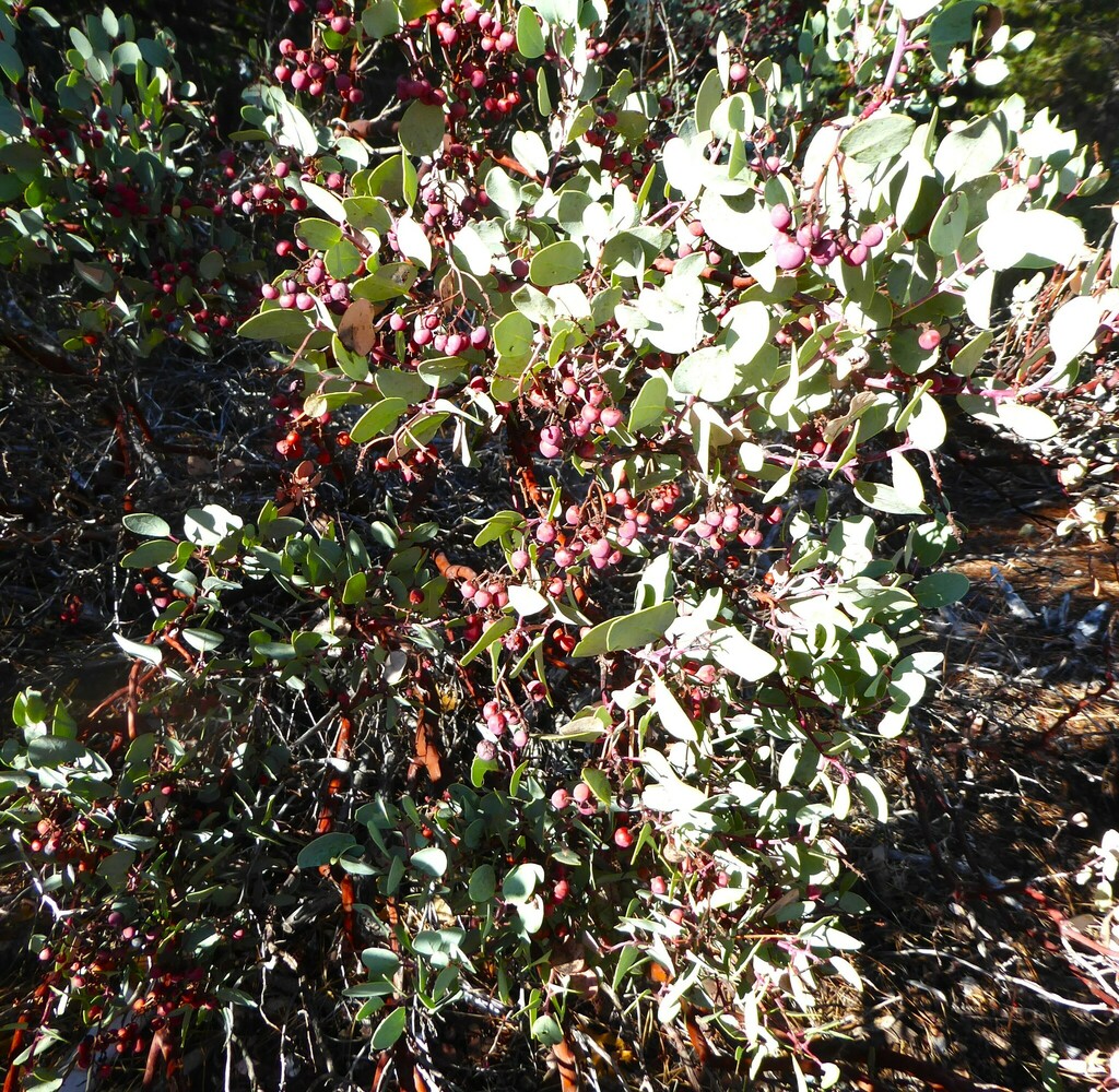 Whiteleaf Manzanita from Sugar Pine Reservoir Placer County, CA, USA on November 8, 2023 at 10