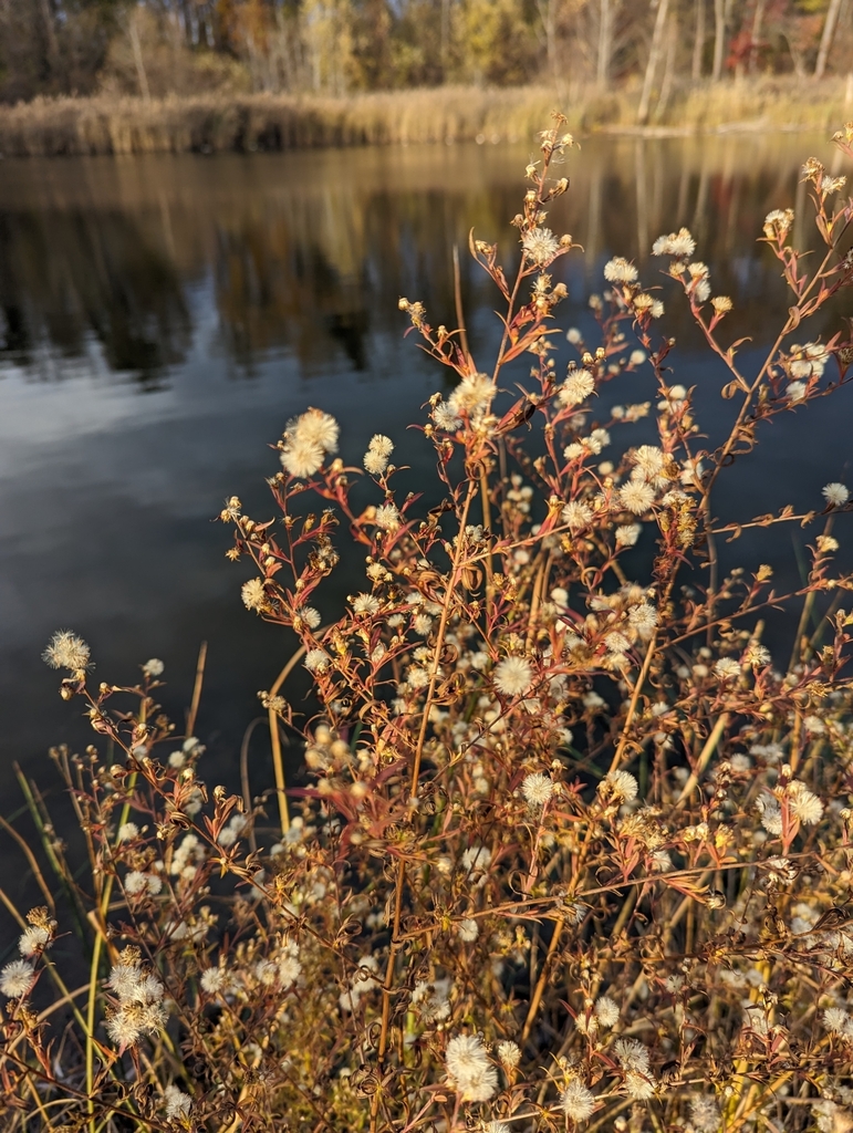 sunflowers, daisies, asters, and allies from Albany, NY 12206, USA on November 10, 2023 at 0339