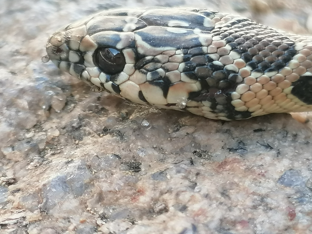 Horseshoe Whip Snake from Viduedo, 5200, Portugal on October 7, 2023 at
