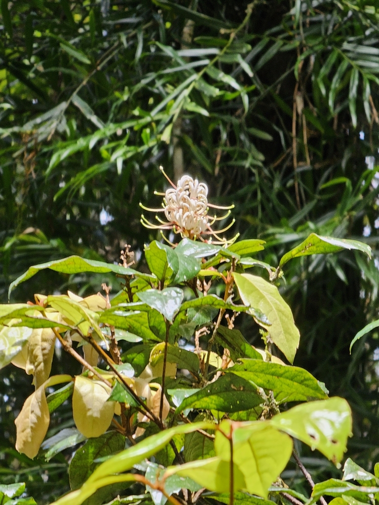 spice bush from Numinbah NSW 2484, Australia on November 15, 2023 at 12