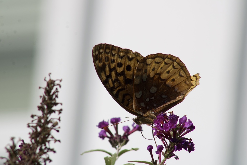 Great Spangled Fritillary from West Hurley, NY, USA on September 27
