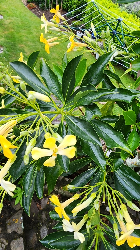 Australian frangipani from James Cook Drive at Discovery Drive, Whitby